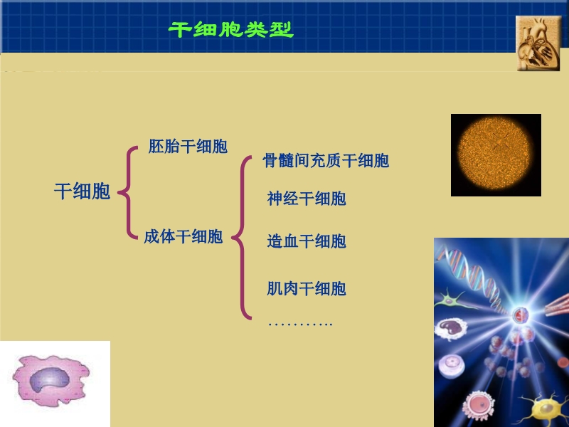 072010382251_02005-09-06干细胞与心肌细胞再生_2.jpg