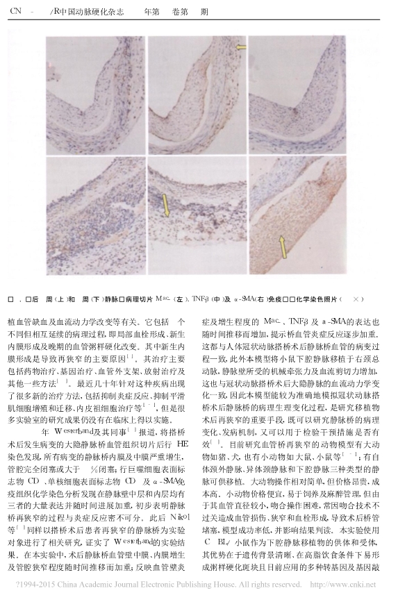 073115274300_017-小鼠下腔静脉移植模型的建立和改良_4.jpg